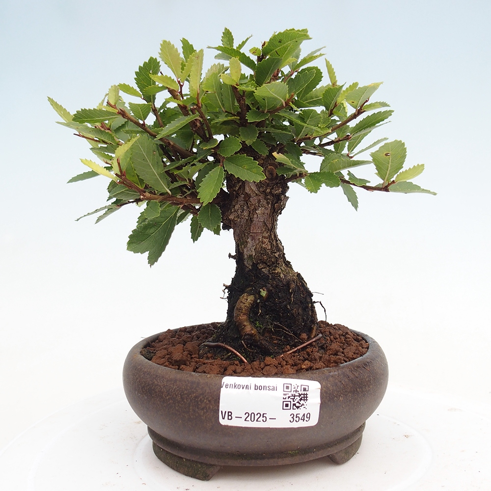 Venkovní bonsai - Zelkova - Zelkova NIRE