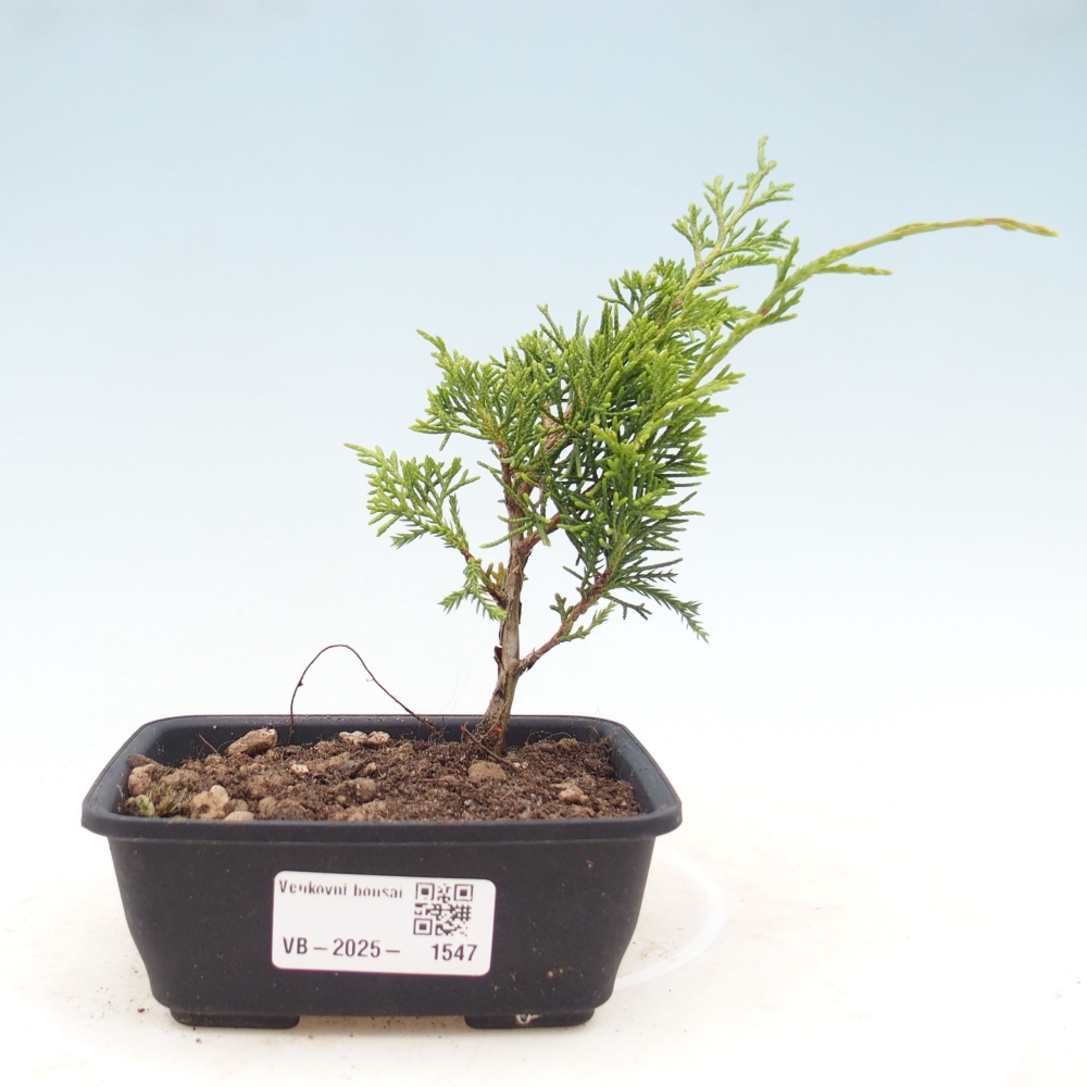 Venkovní bonsai - Juniperus chinensis Itoigawa -Jalovec čínský