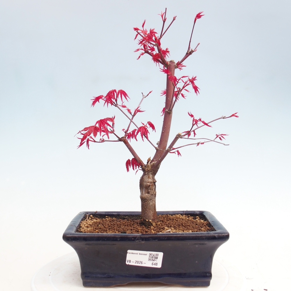 Venkovní bonsai - Javor dlanitolistý - Acer palmatum DESHOJO