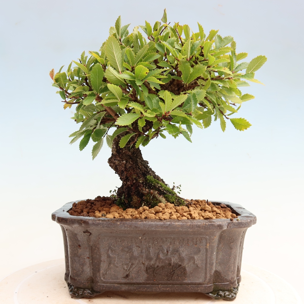 Venkovní bonsai - Zelkova - Zelkova NIRE