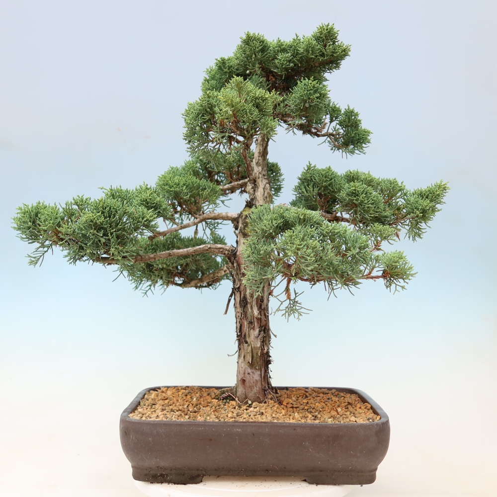 Venkovní bonsai - Juniperus chinensis Kishu -Jalovec čínský