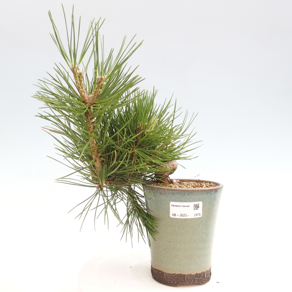 Venkovní bonsai - Pinus thunbergii - Borovice thunbergova