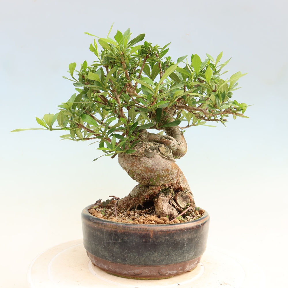 Pokojová bonsai - Gardenia jasminoides-Gardenie