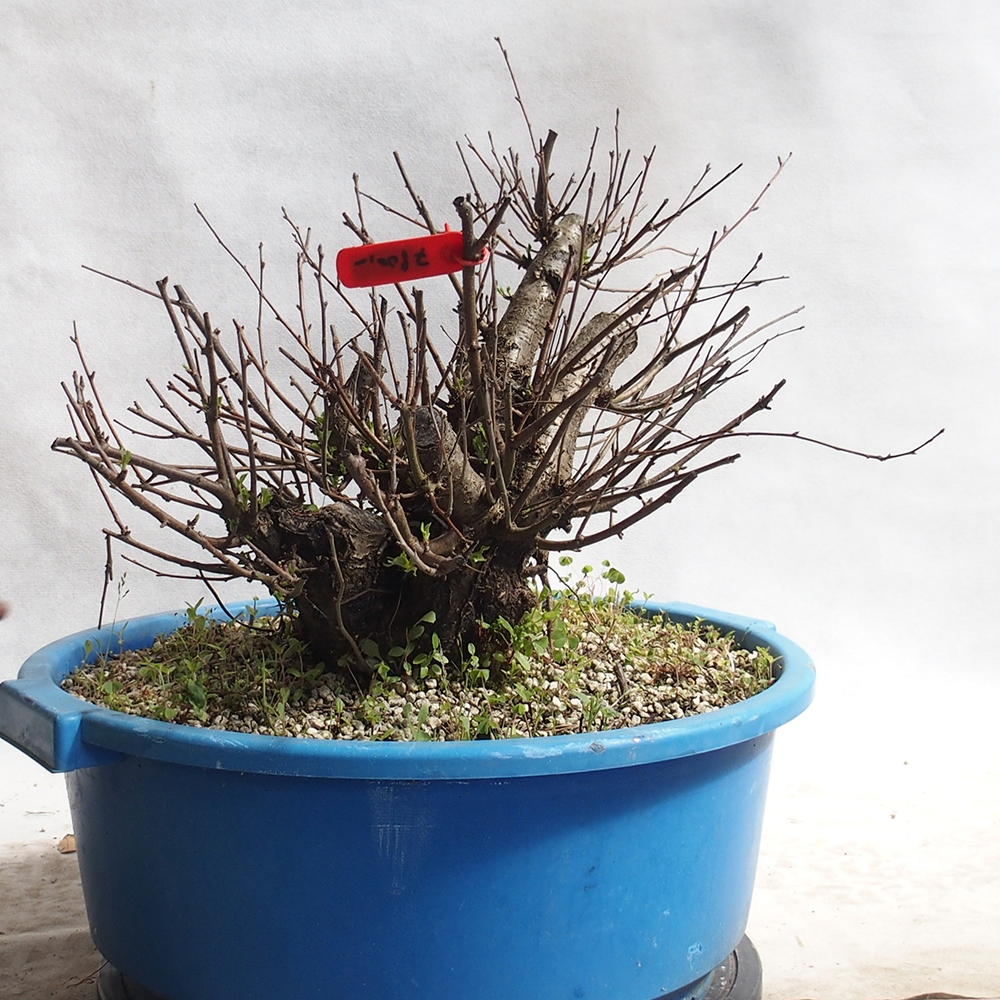 Venkovní bonsai -Mahalebka - Prunus mahaleb
