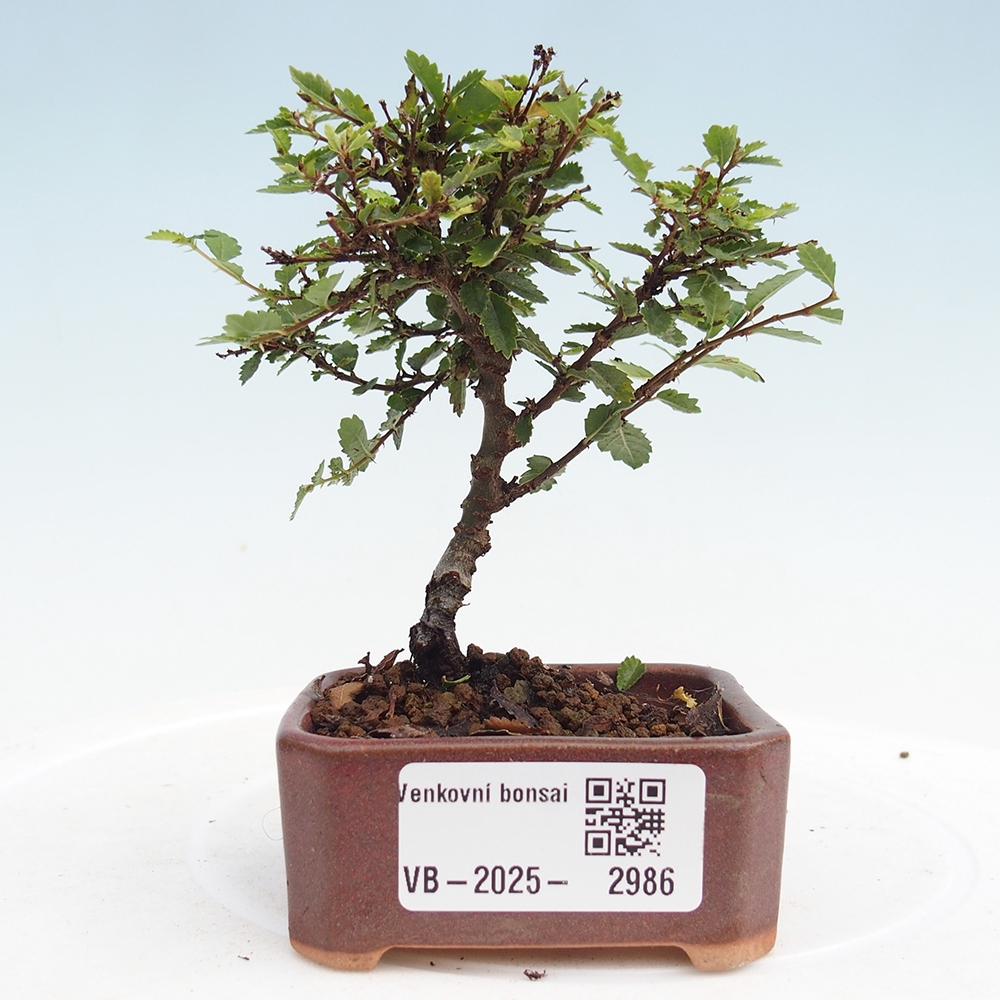 Venkovní bonsai - Ulmus parvifolia Sagei - Malolistý jilm