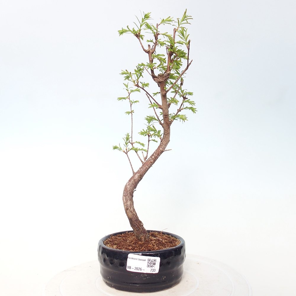 Venkovní bonsai - Metasequoia glyptostroboides - Metasekvoje čínská