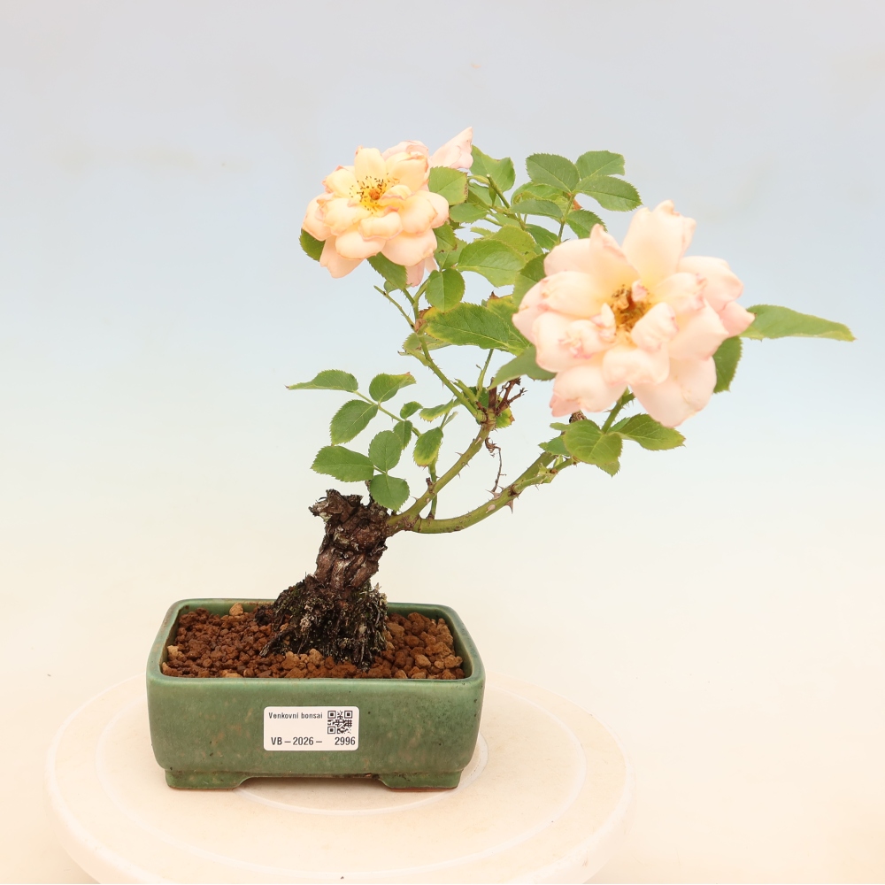 Venkovní bonsai - Rosa Kordes -  růže