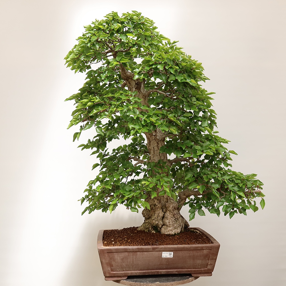 Venkovní bonsai -Carpinus Coreana - Habr korejský