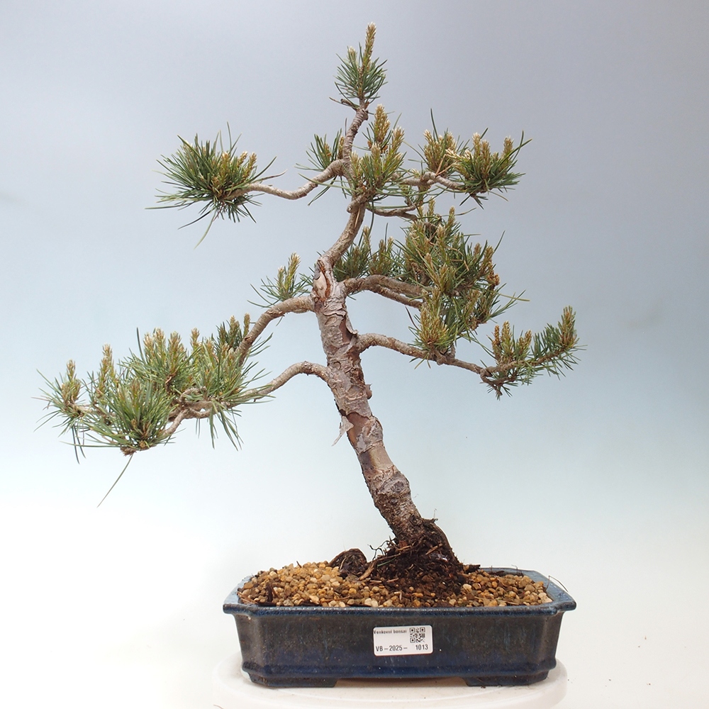 Venkovní bonsai - Pinus Sylvestris Watererri - Borovice lesní