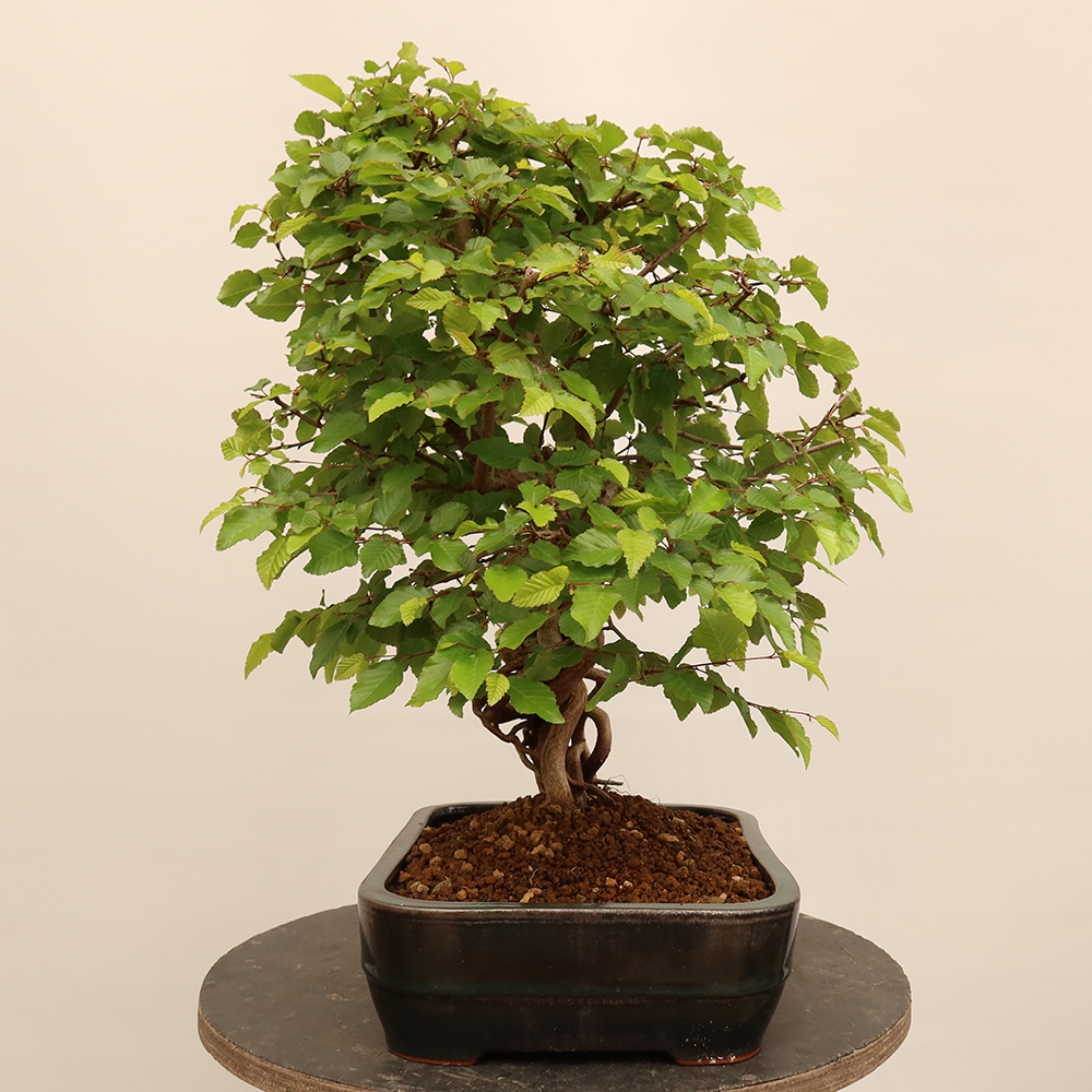 Venkovní bonsai -Carpinus Coreana - Habr korejský