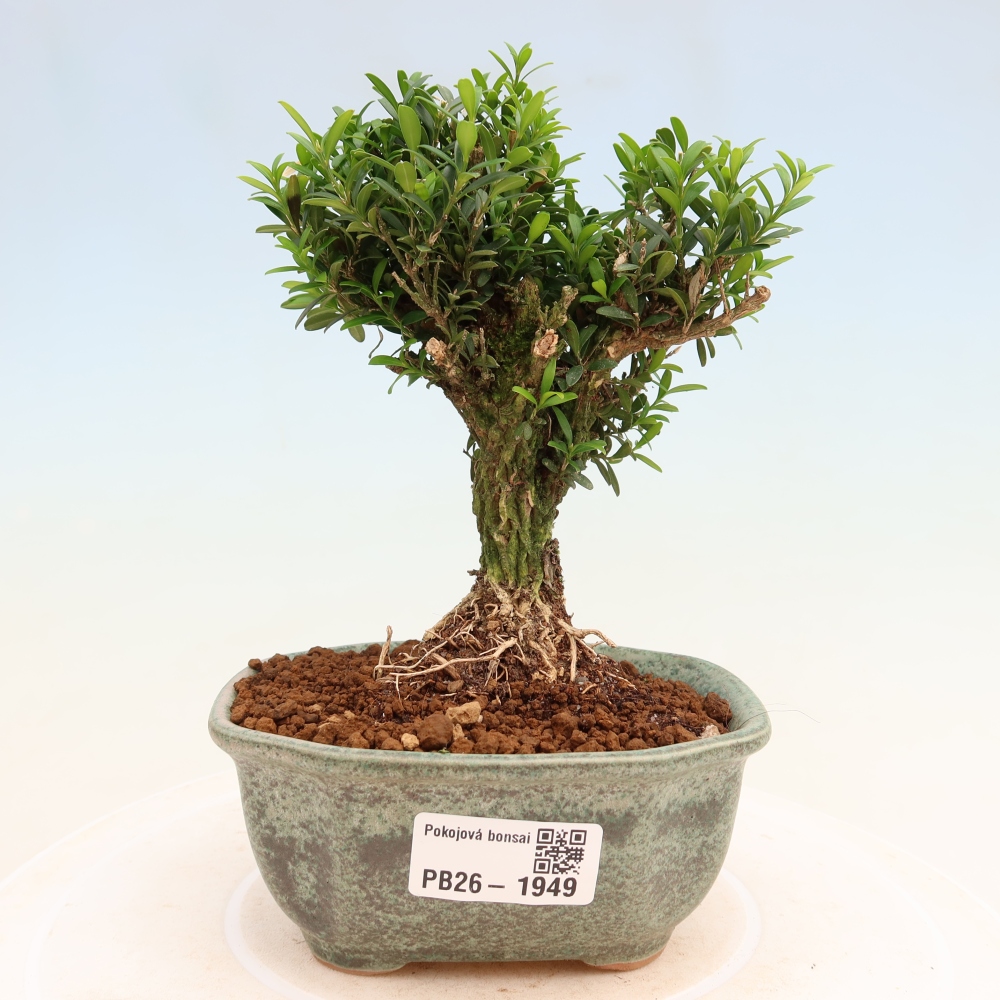 Pokojová bonsai - Buxus harlandii -korkový buxus