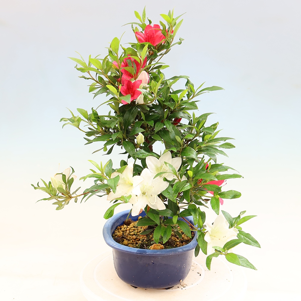 Venkovní bonsai - Japonská azalka - Azalea CHIHIRO