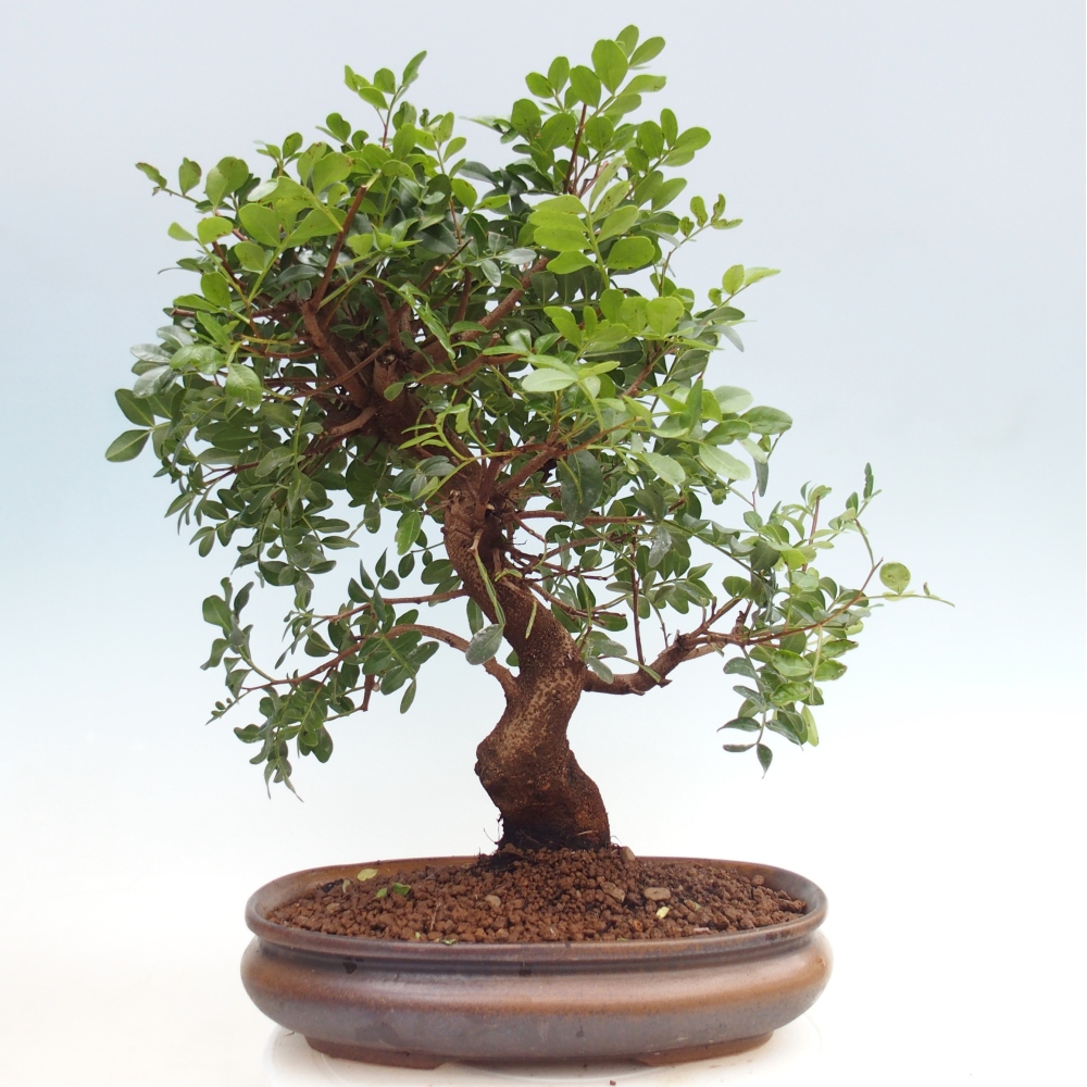 Pokojová bonsai -  Pistácie
