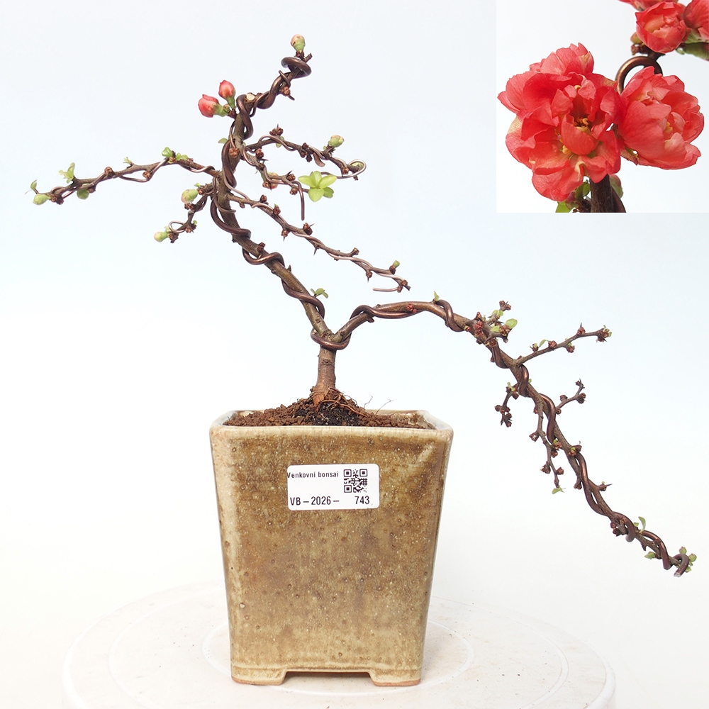 Venkovní bonsai - Chaneomeles s. Red Joy - Kdoulovec 