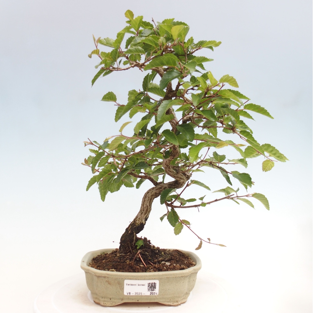 Venkovní bonsai -Carpinus CARPINOIDES - Habr korejský