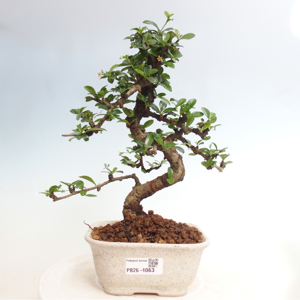 Pokojová bonsai - Carmona macrophylla - Čaj fuki