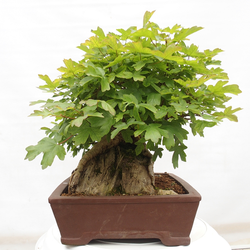 Venkovní bonsai -Javor babyka - Acer campestre