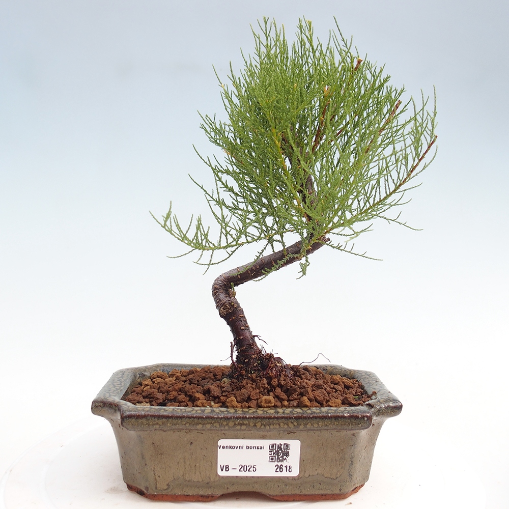 Venkovní bonsai - Tamaryšek - Tamarix