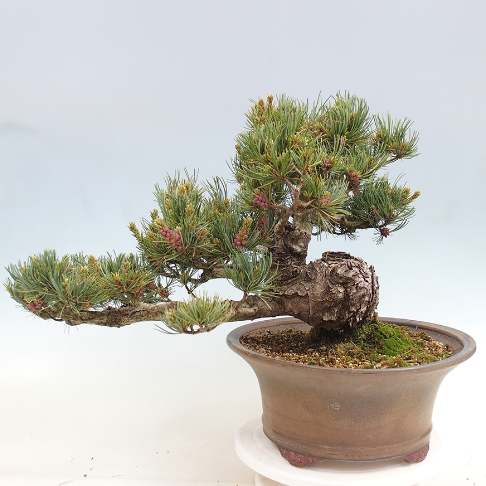 Venkovní bonsai - Pinus parviflora - Borovice drobnokvětá