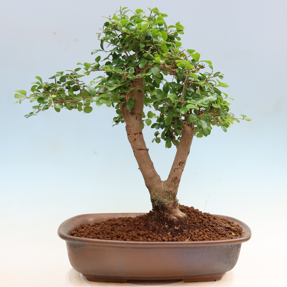 Pokojová bonsai -Ligustrum retusa - malolistý ptačí zob