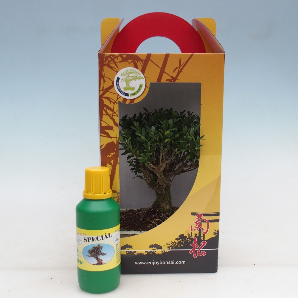 Pokojová bonsai v dárkové krabičce Buxus harlandii -korkový buxus