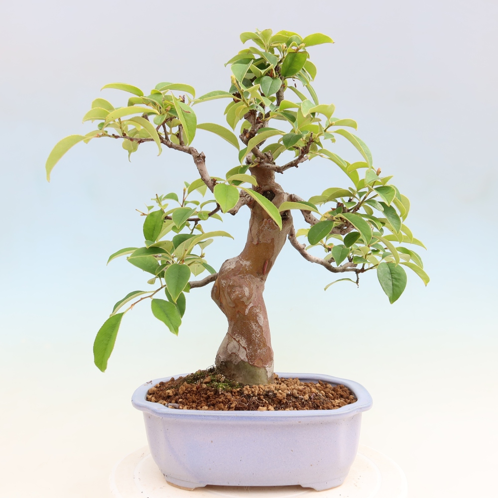 Venkovní  bonsai -  Pseudocydonia sinensis - Kdouloň čínská