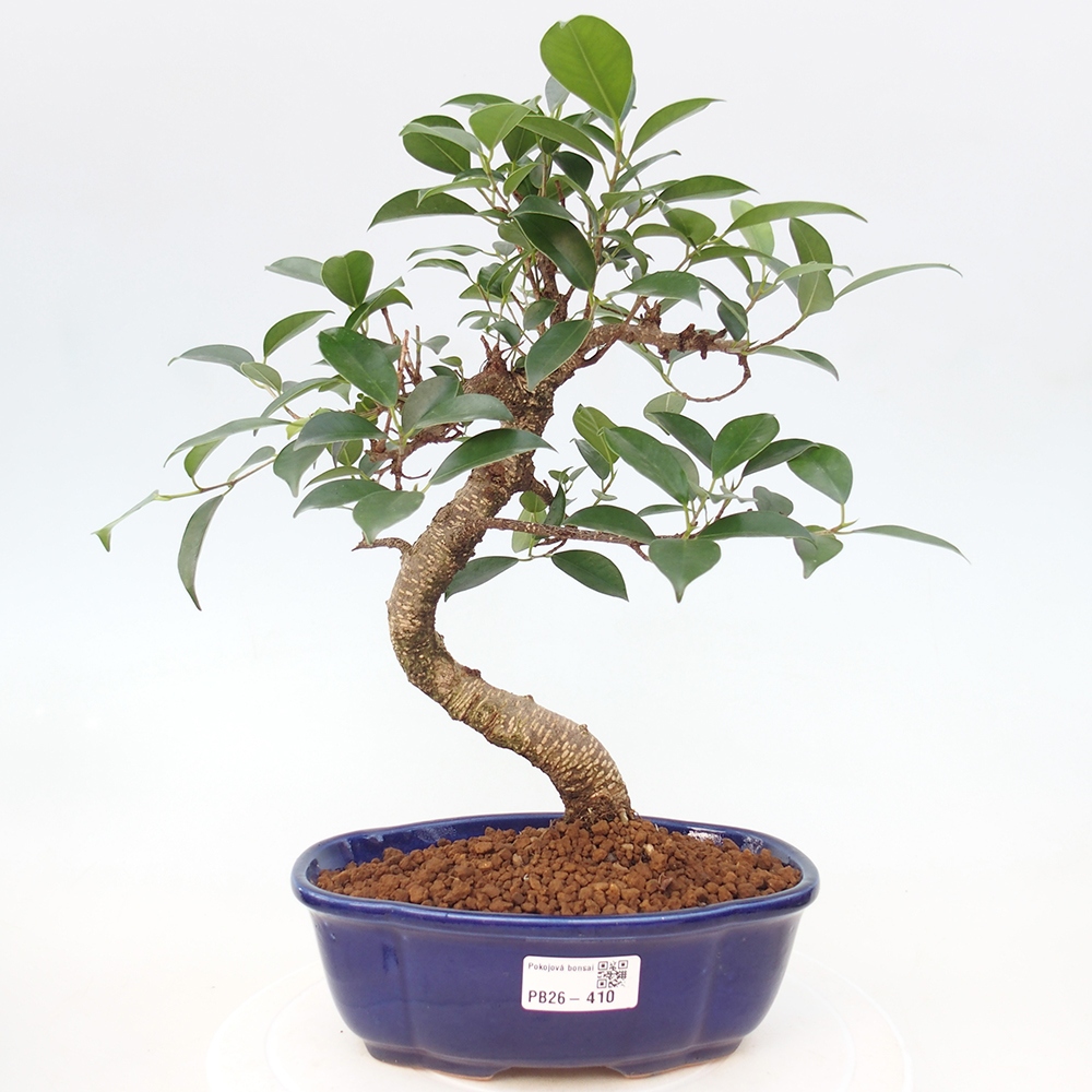 Pokojová bonsai - Ficus retusa -  malolistý fíkus