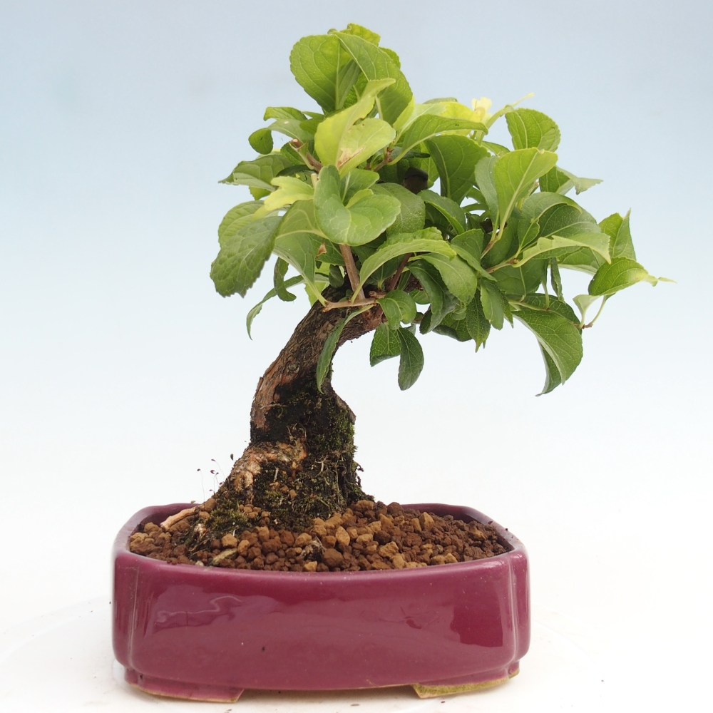 Venkovní bonsai - Celastrus  orbiculatus - Jesenec okrouhlolistý