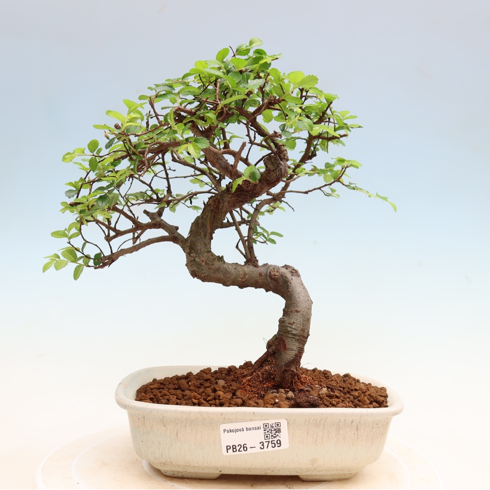 Pokojová bonsai - Ulmus parvifolia - Malolistý jilm