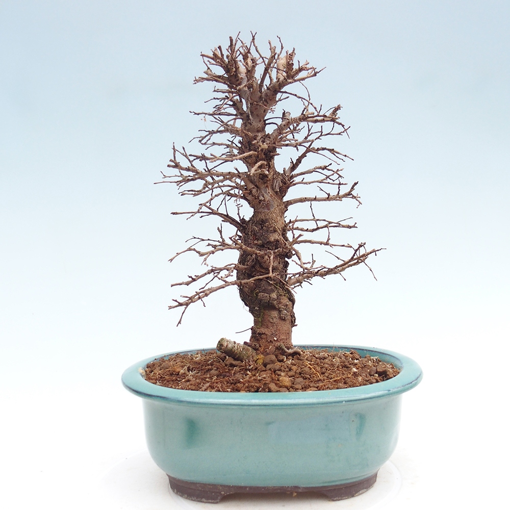 Venkovní bonsai - Zelkova - Zelkova NIRE