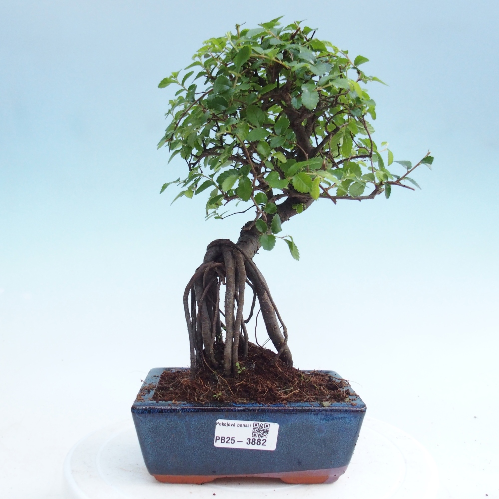 Pokojová bonsai - Ulmus parvifolia - Malolistý jilm