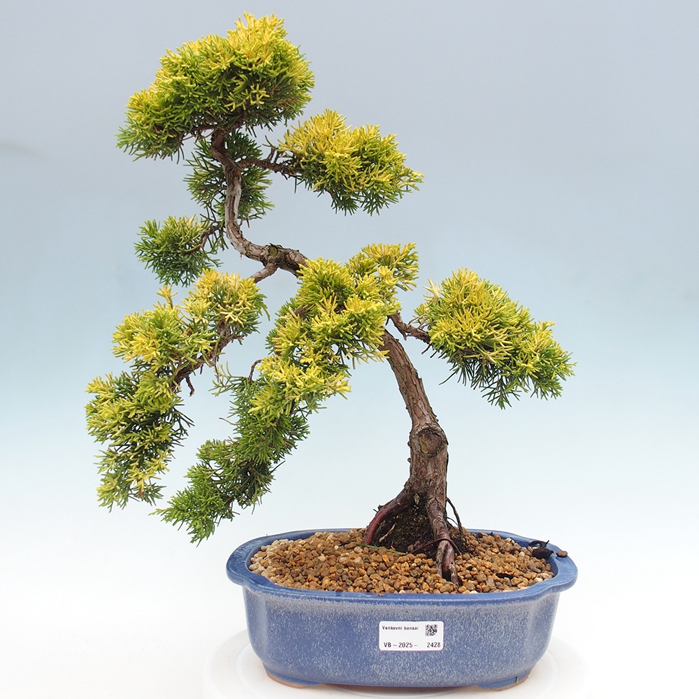 Venkovní bonsai - Juniperus chinensis plumosa aurea - Jalovec čínský zlatý