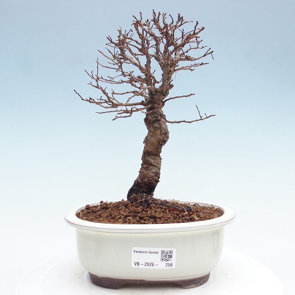 Venkovní bonsai - Zelkova - Zelkova NIRE