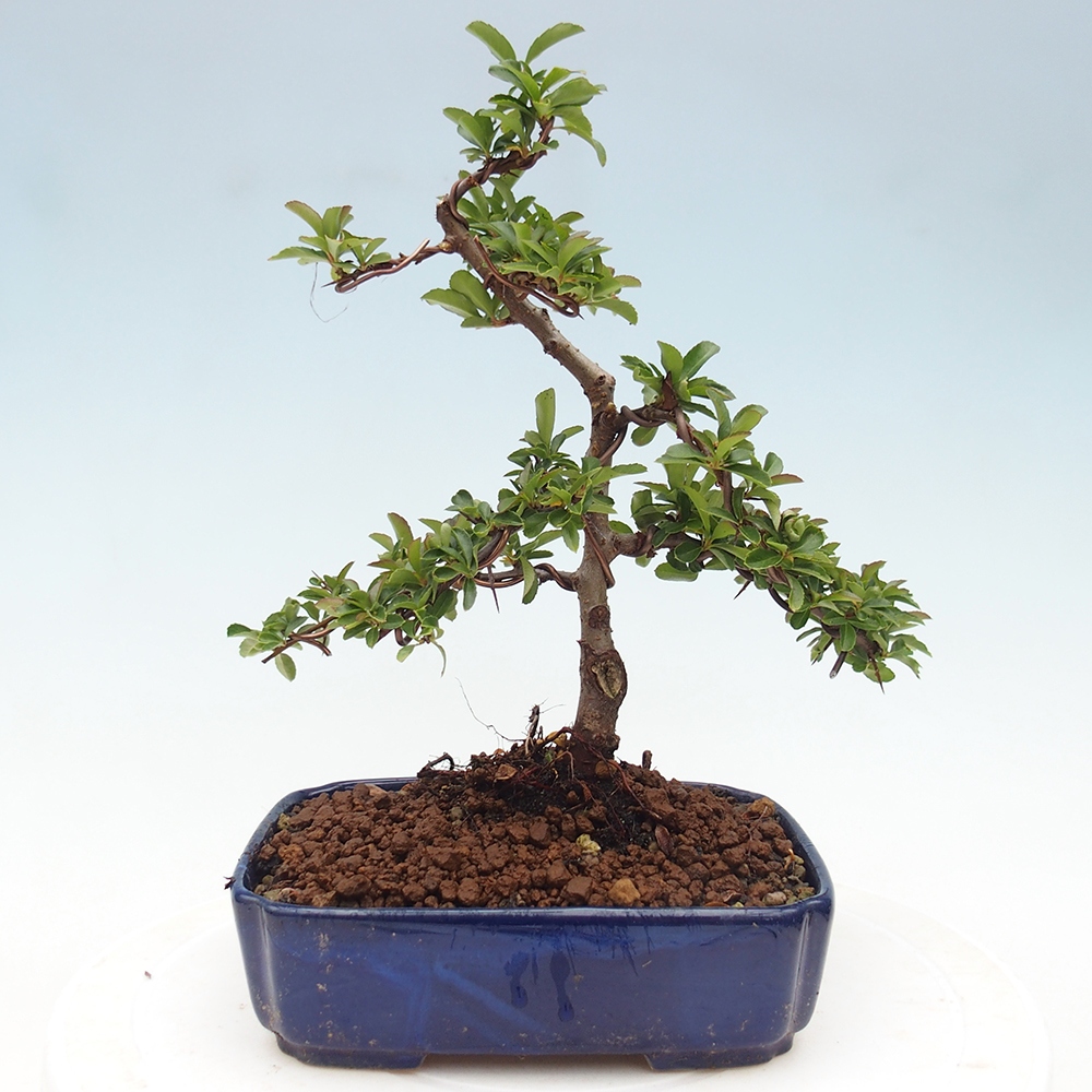 Venkovní bonsai-Pyracanta Teton -Hlohyně