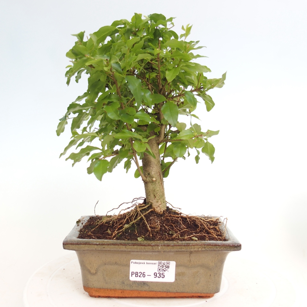 Pokojová bonsai -Ligustrum chinensis - Ptačí zob