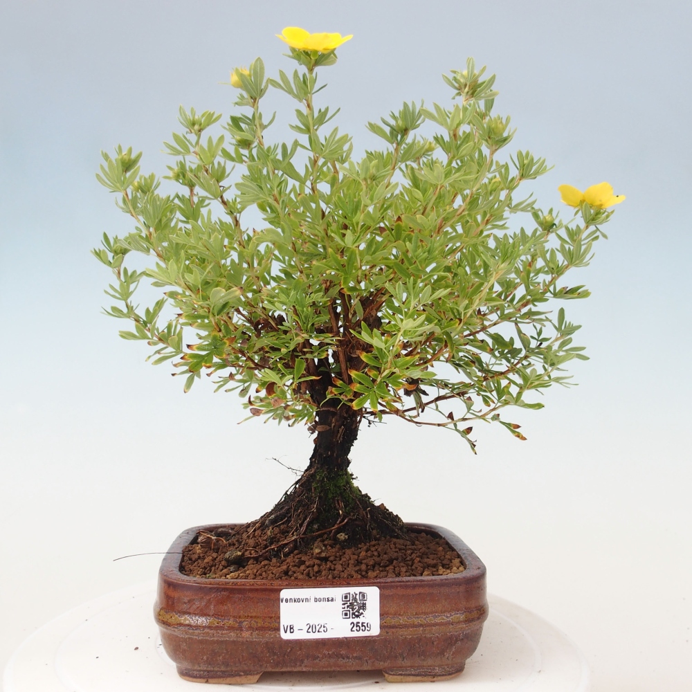 Venkovní bonsai-Mochna křovitá - potentila fruticosa yellow Bird