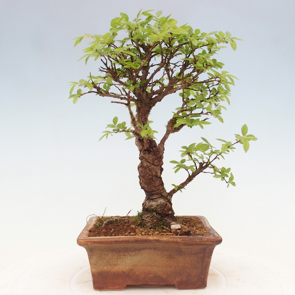 Venkovní bonsai - Zelkova - Zelkova NIRE