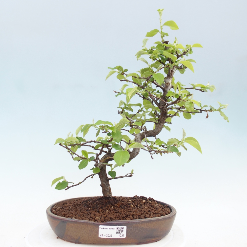 Venkovní  bonsai -  Chaneomeles chinensis - Kdoulovec čínsky