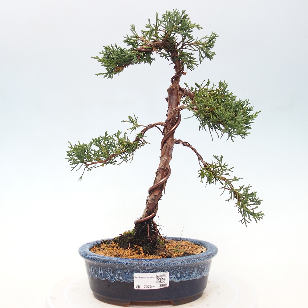 Venkovní bonsai - Juniperus chinensis Kishu -Jalovec čínský