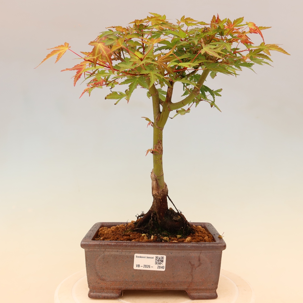 Javor dlanitolistý - Acer palmatum Beni Tsukasa