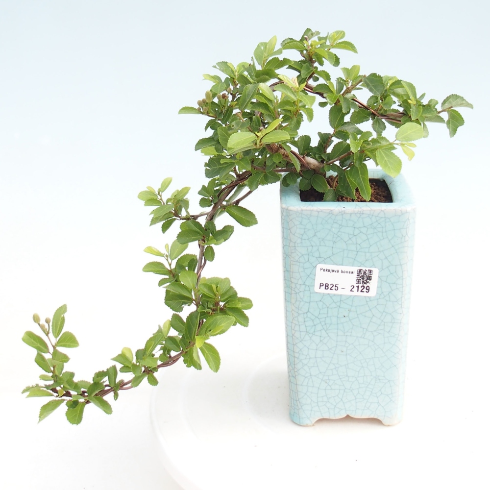 Pokojová bonsai - Grewia occidentalis - Hvězdice levandulová
