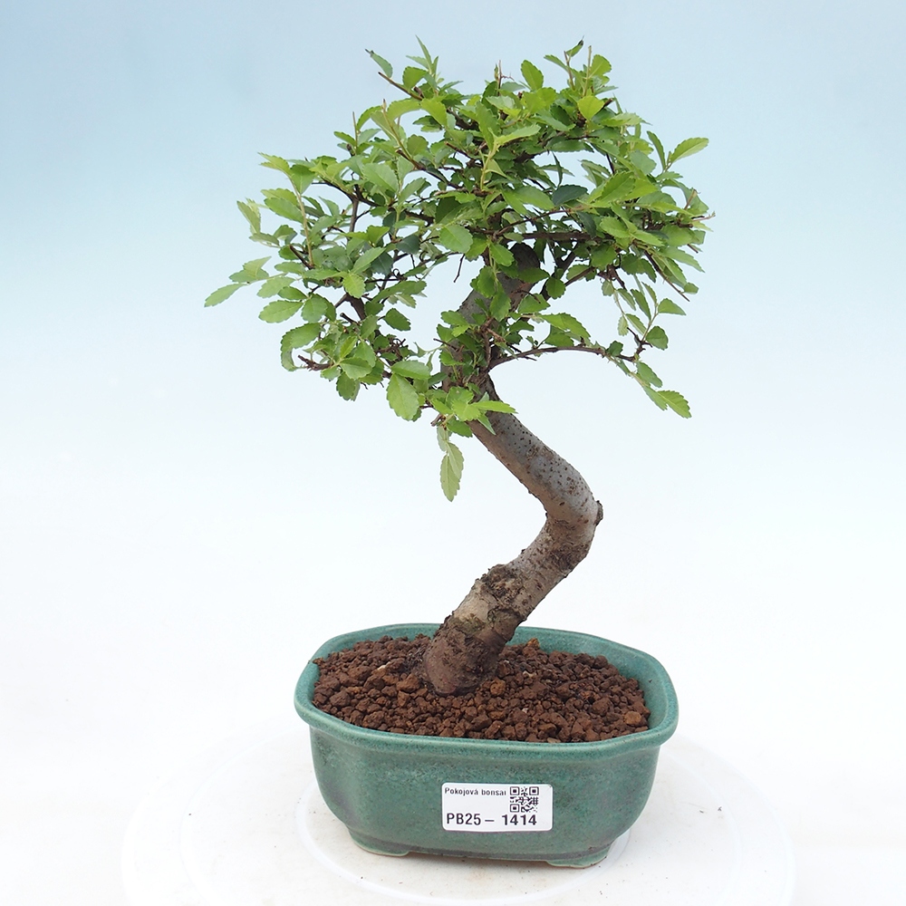 Pokojová bonsai-Malolistý jilm 