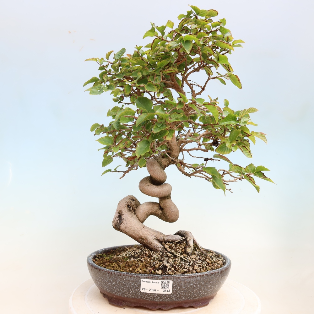 Venkovní bonsai -Carpinus CARPINOIDES - Habr korejský