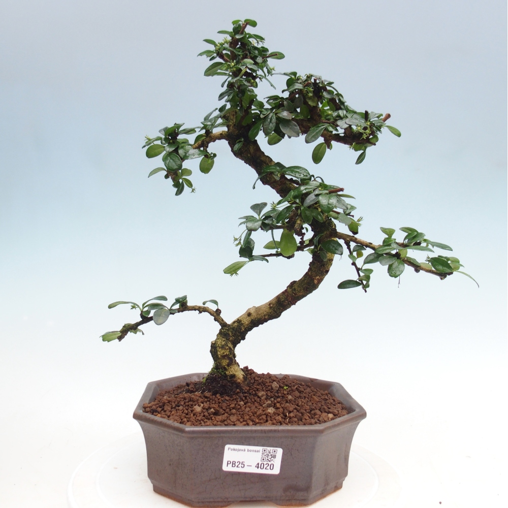 Pokojová bonsai - Carmona macrophylla - Čaj fuki