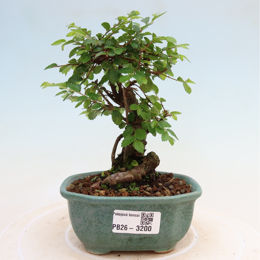 Pokojová bonsai - Ulmus parvifolia - Malolistý jilm