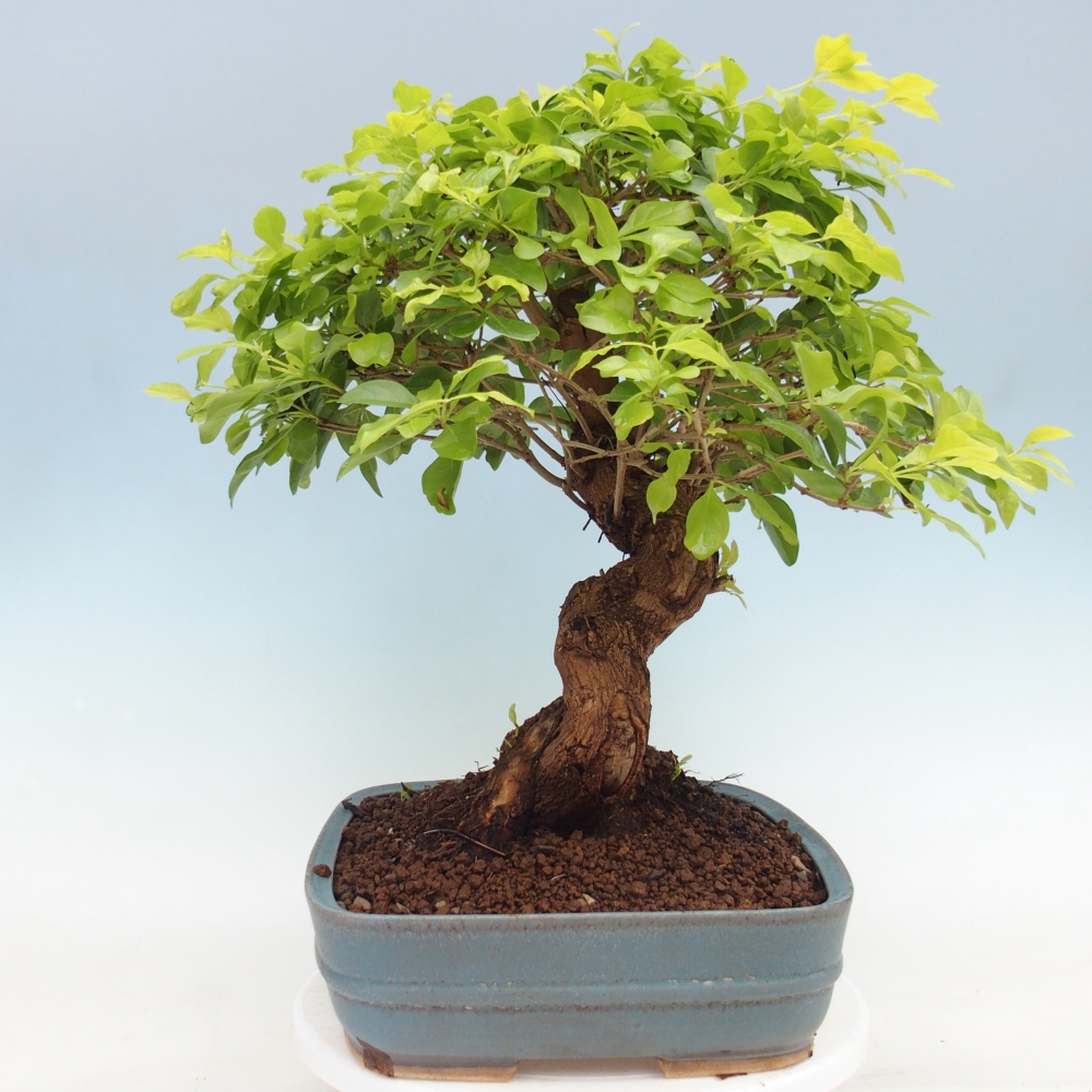 Pokojová bonsai - Duranta erecta Aurea - POUZE OSOBNÍ ODBĚR nebo paletová přeprava
