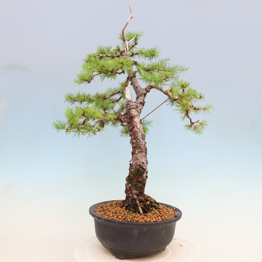Venkovní bonsai -Larix decidua - Modřín opadavý 