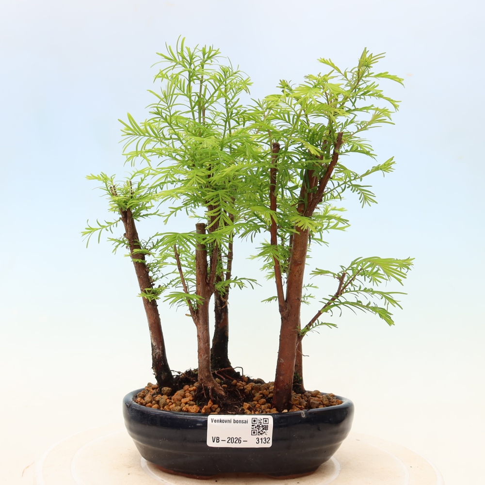 Venkovní bonsai - Metasequoia glyptostroboides - Metasekvoje čínská - lesík