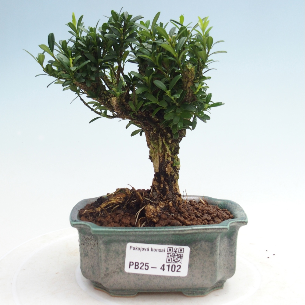 Pokojová bonsai - Buxus harlandii -korkový buxus