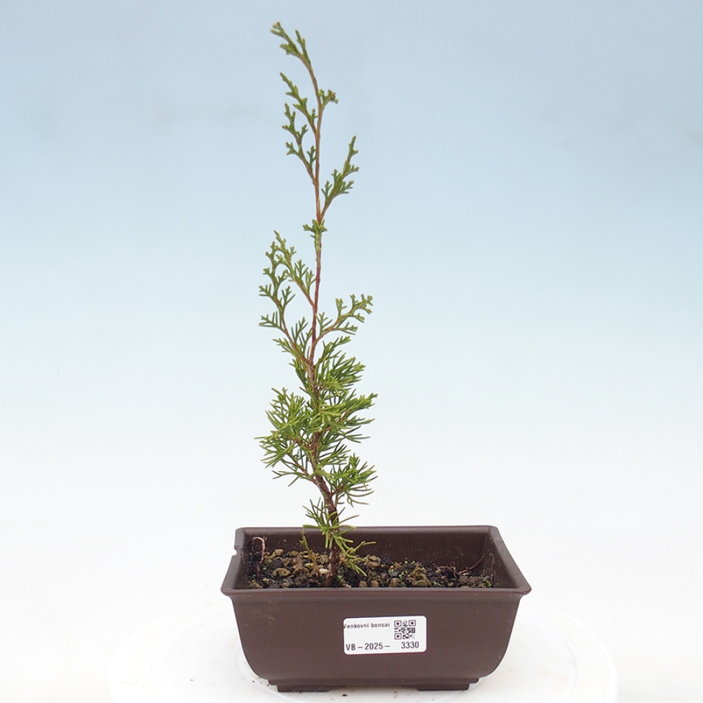 Venkovní bonsai - Juniperus chinensis Itoigawa -Jalovec čínský